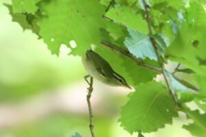 センダイムシクイ2023年8月26日