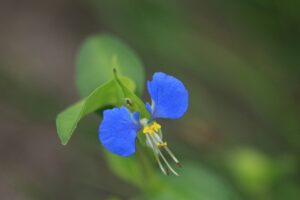 ツユクサ2023年8月11日