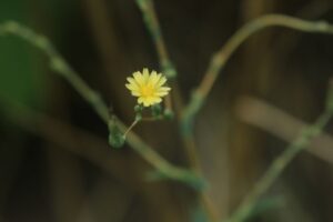 トゲチシャ2023年8月18日