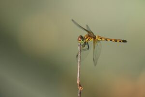 ナツアカネ2023年8月4日