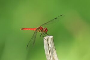 ナツアカネ2023年8月18日