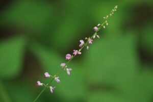 ヌスビトハギ2023年8月4日