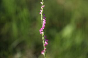 ネジバナ2023年8月11日1引き