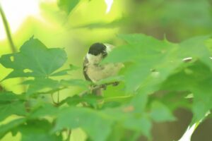 ハシブトガラ2023年8月11日