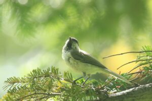 ハシブトガラ2023年8月18日