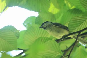 ハシブトガラ2023年8月26日