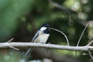 ヒガラ2023年8月26日