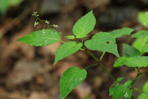 ミズタマソウ2023年8月26日