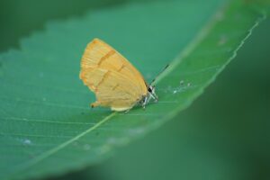 ムモンアカシジミ2023年8月26日