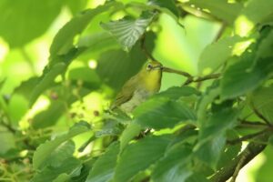 メジロ2023年8月4日