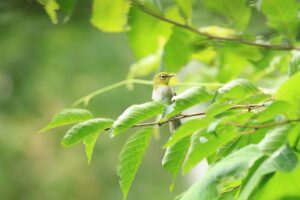 メジロ2023年8月26日