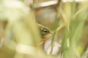 ヤブサメ幼鳥2023年8月11日