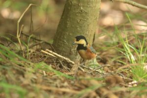 ヤマガラ2023年8月18日