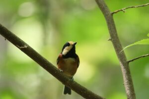 ヤマガラ2023年8月26日