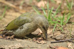 ヤマゲラ♀2023年8月18日記念樹の森