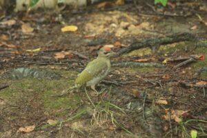 ヤマゲラ幼鳥♂2023年8月11日地上