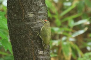 ヤマゲラ幼鳥♂2023年8月11日桜の木
