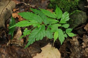 ヤマトキホコリ2023年8月26日