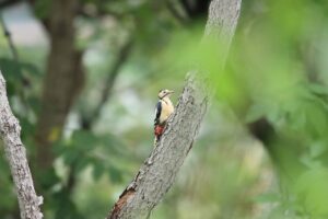 アカゲラ2023年9月1日