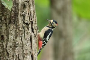 アカゲラ♂2023年9月8日