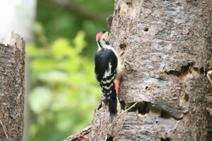 アカゲラ♂2023年9月15日