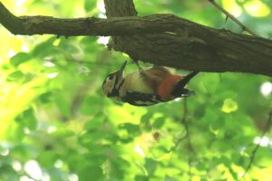 アカゲラ♂2023年9月29日