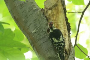 アカゲラ幼鳥2023年9月8日