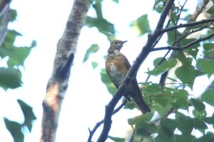 アカハラ幼鳥2023年9月15日