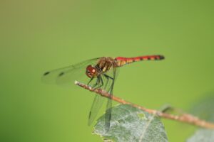 アキアカネ2023年9月8日