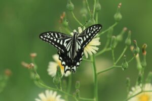 アゲハ2023年9月8日