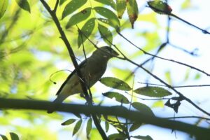 イカル2023年9月22日