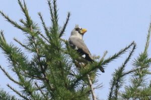 イカル幼鳥2023年9月29日