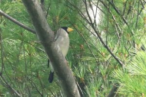 イカル成鳥2023年9月29日