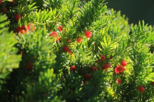 イチイの実2023年9月22日1実