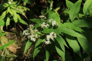 エゾゴマナ2023年9月8日