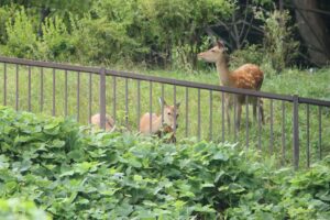 エゾシカ家族2023年9月1日