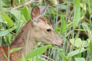 エゾシカ若♂2023年9月1日