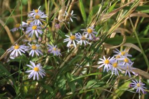 エゾノコンギク2023年9月29日