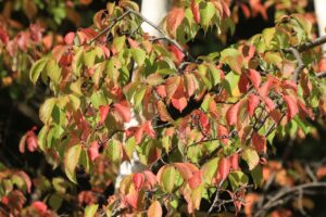 エゾヤマザクラ2023年9月29日紅葉