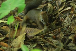 エゾリス2023年9月8日