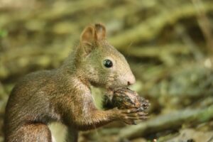 エゾリス2023年9月22日