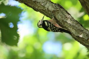 オオアカゲラ♀2023年9月1日