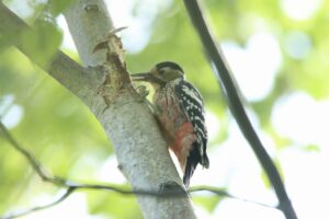オオアカゲラ♀2023年9月8日