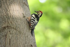 オオアカゲラ♂2023年9月15日