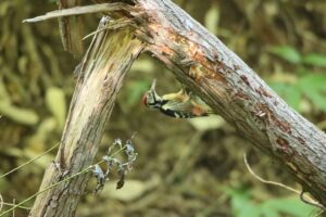 オオアカゲラ♂2023年9月22日