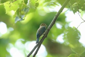 オオルリ幼鳥2023年9月8日