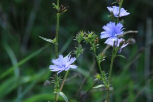 キクニガナ2023年9月8日別名チコリ