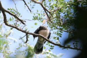 キジバト2023年9月15日