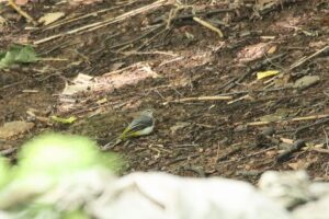 キセキレイ2023年9月8日