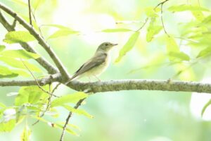 キビタキ♀2023年9月15日
